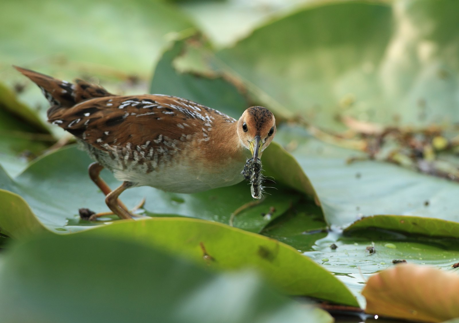 (小田鸡)小田鸡吃毛虫