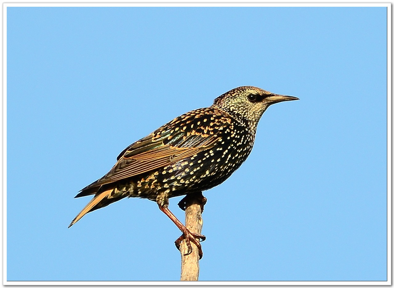 紫翅椋鸟(european starling)