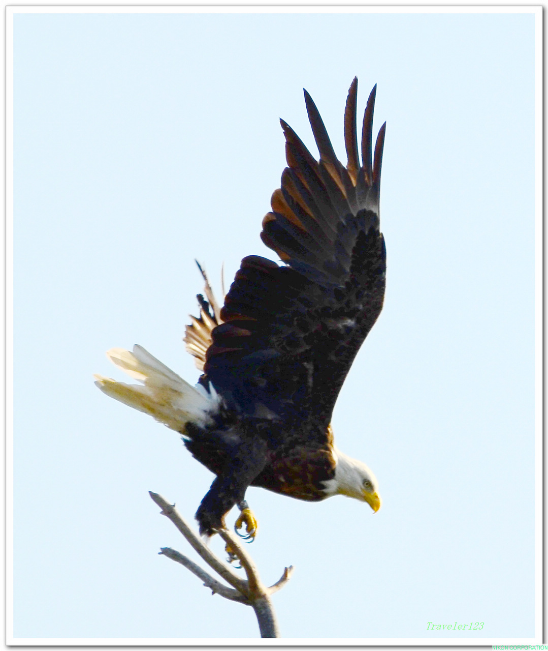 飞翔的美洲白头鹰