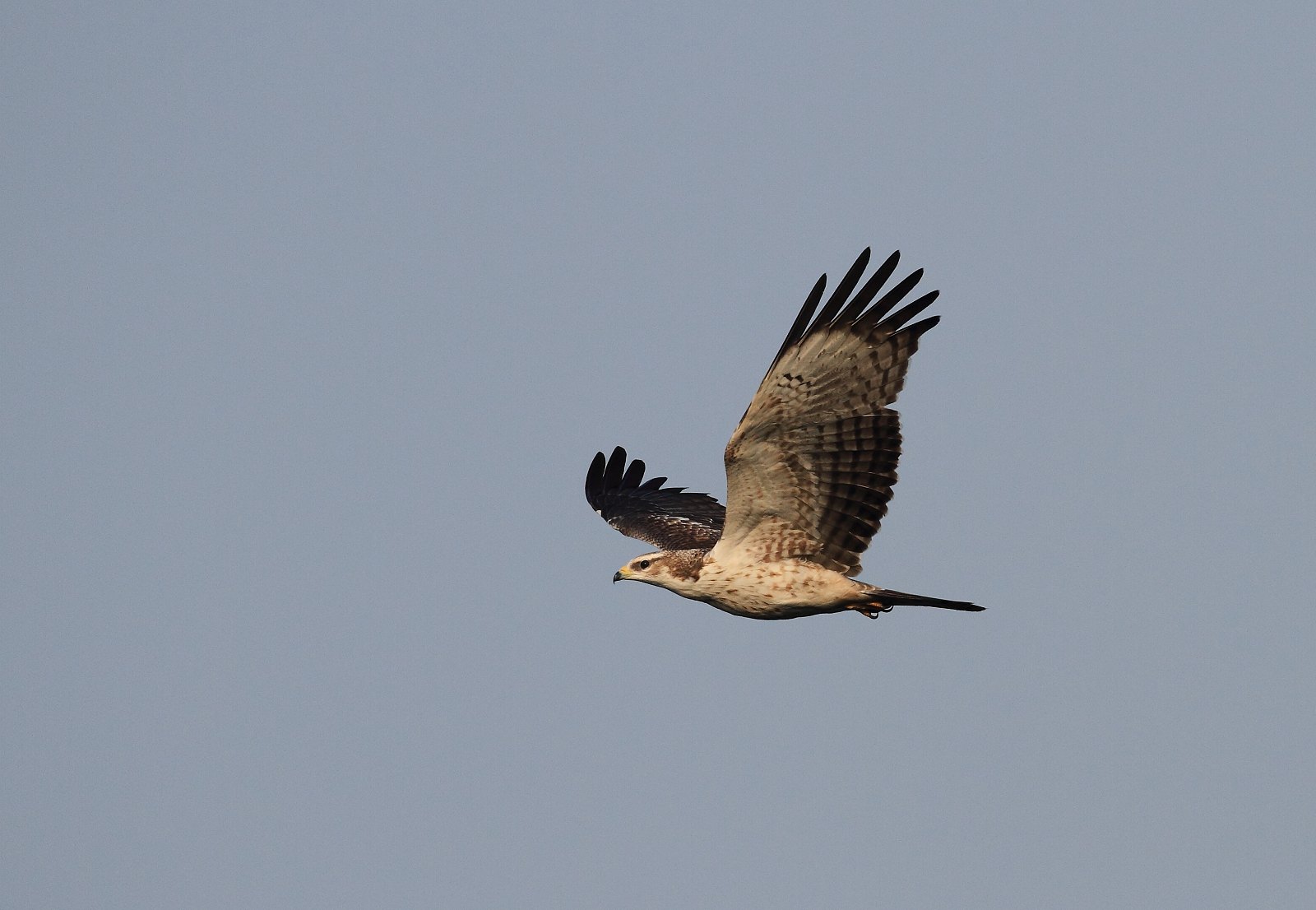 我拍飞鹰(3页有添加)