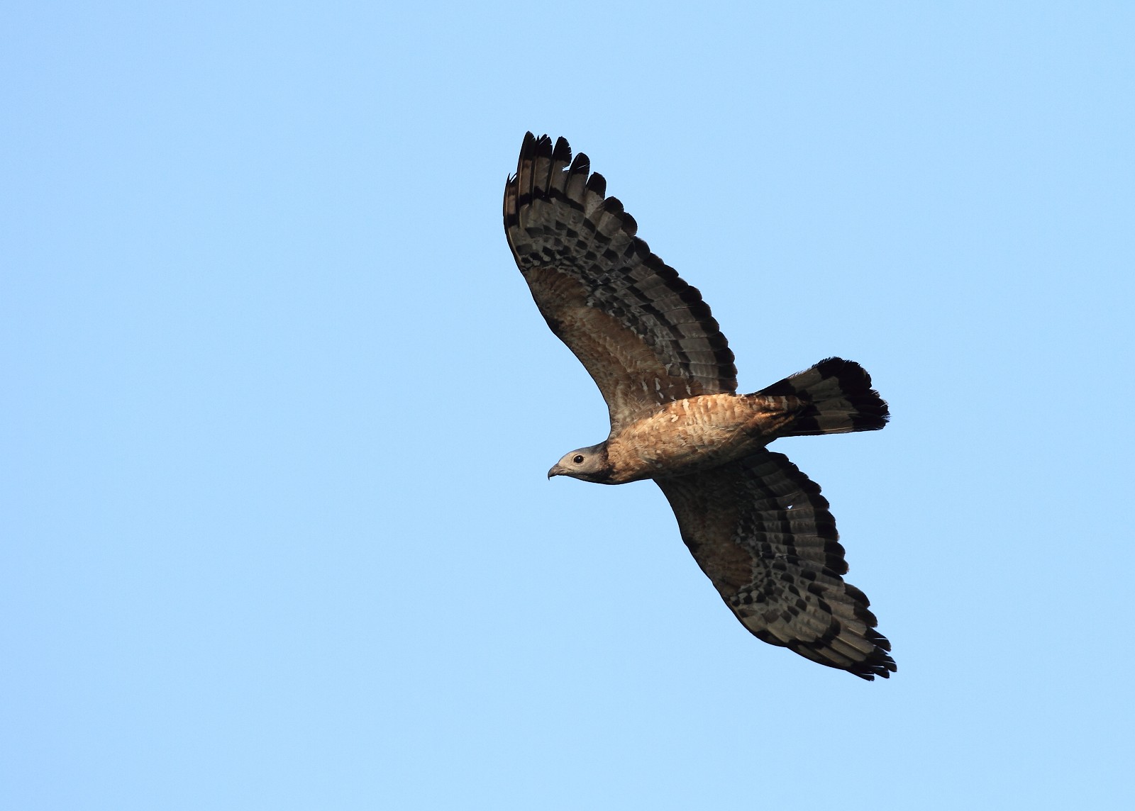 我拍飞鹰(3页有添加)