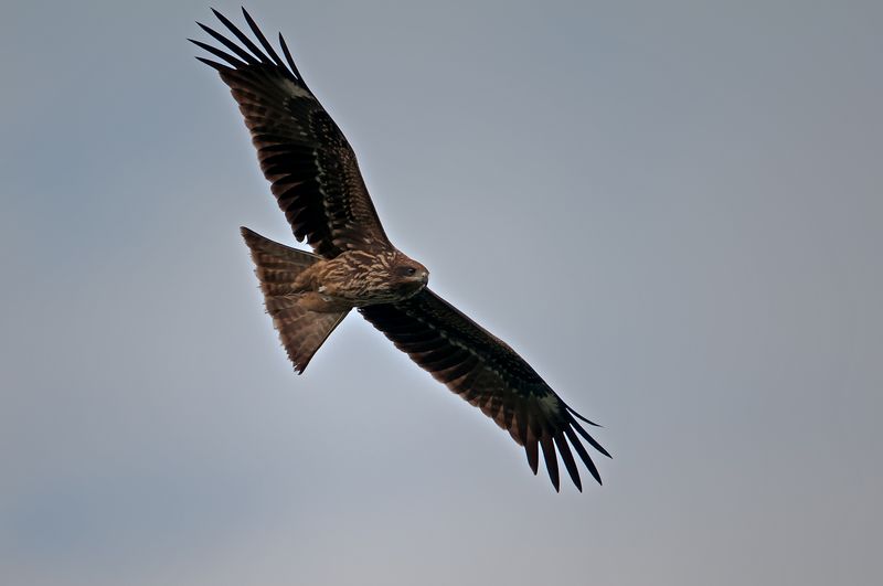 班公湖边的鹰图片