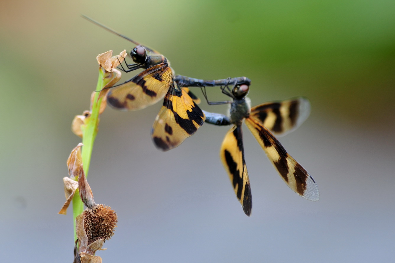 蝴蝶丶蜻蜓与荷花