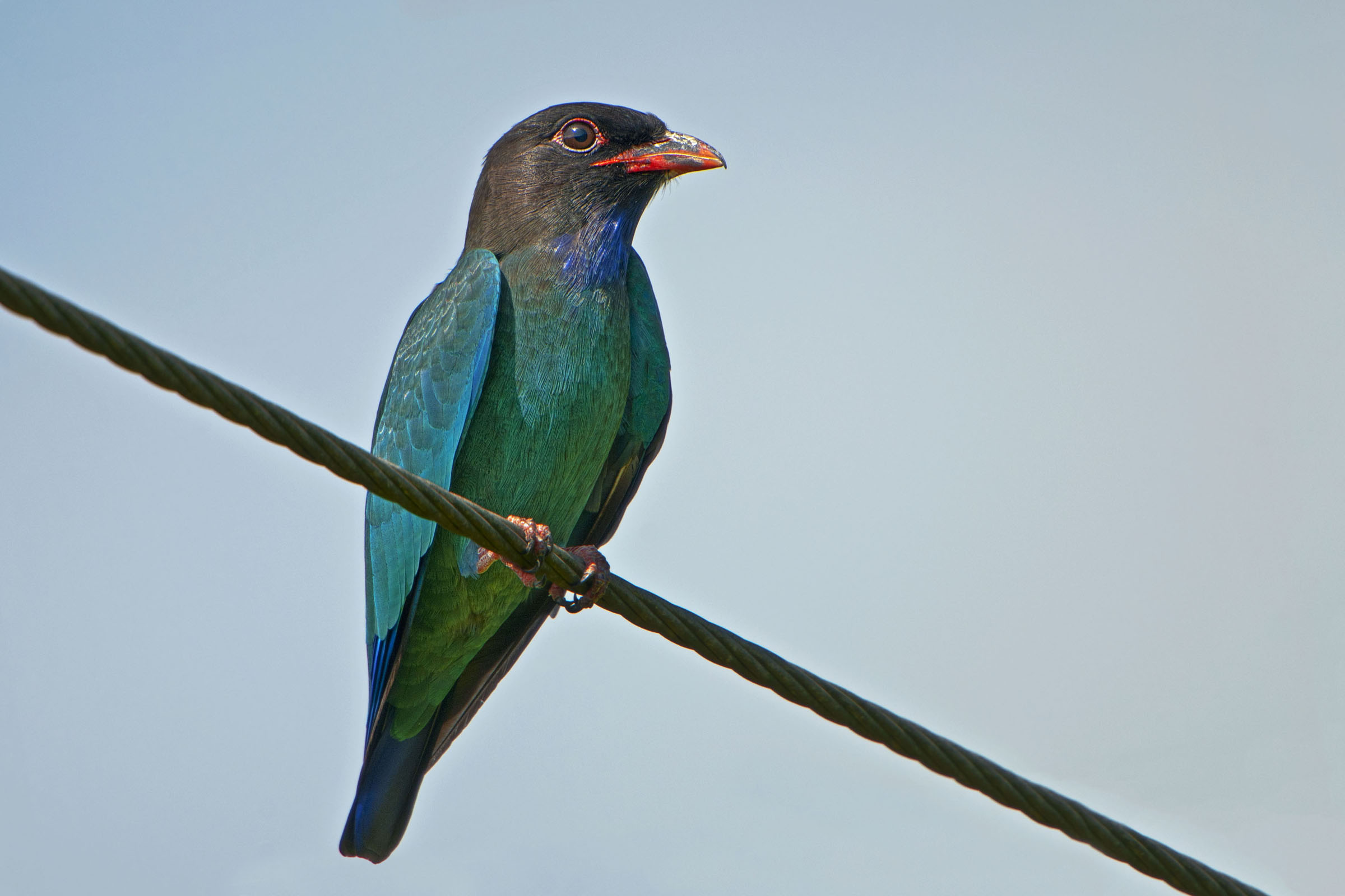 三宝鸟 (dollarbird)