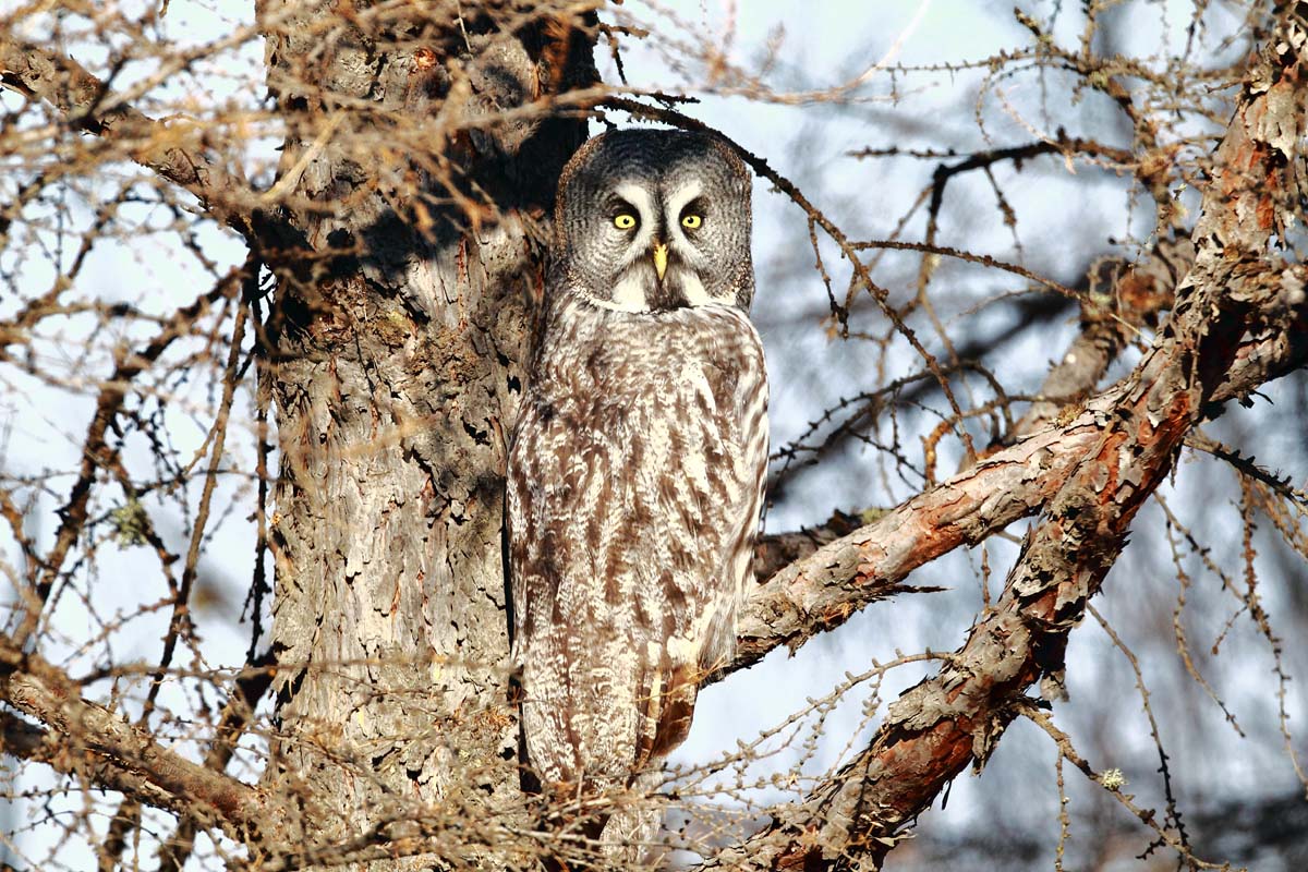 鸟友鸟片中的意境美