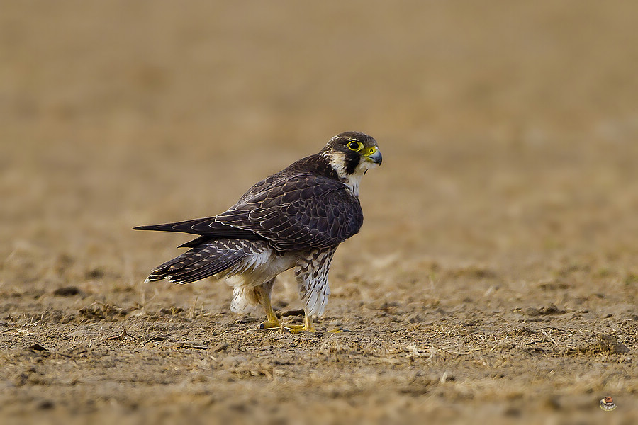 目击猛禽:起飞的游隼与悬停的白尾鹞