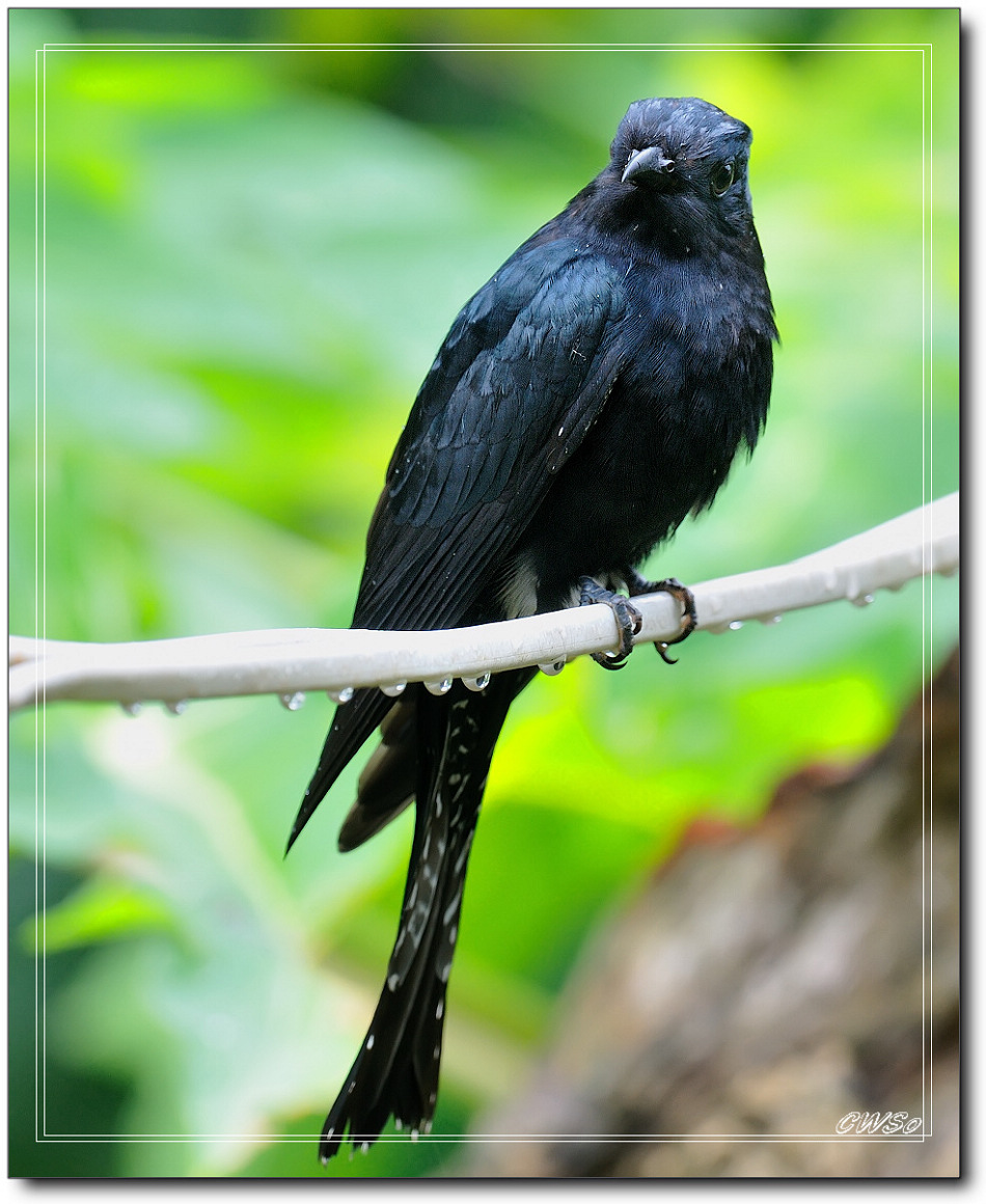 乌鹃 drongo cuckoo