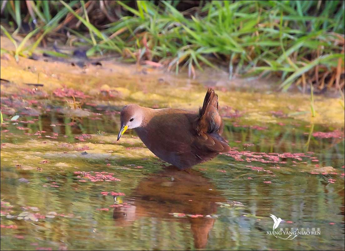 紅腳苦惡鳥