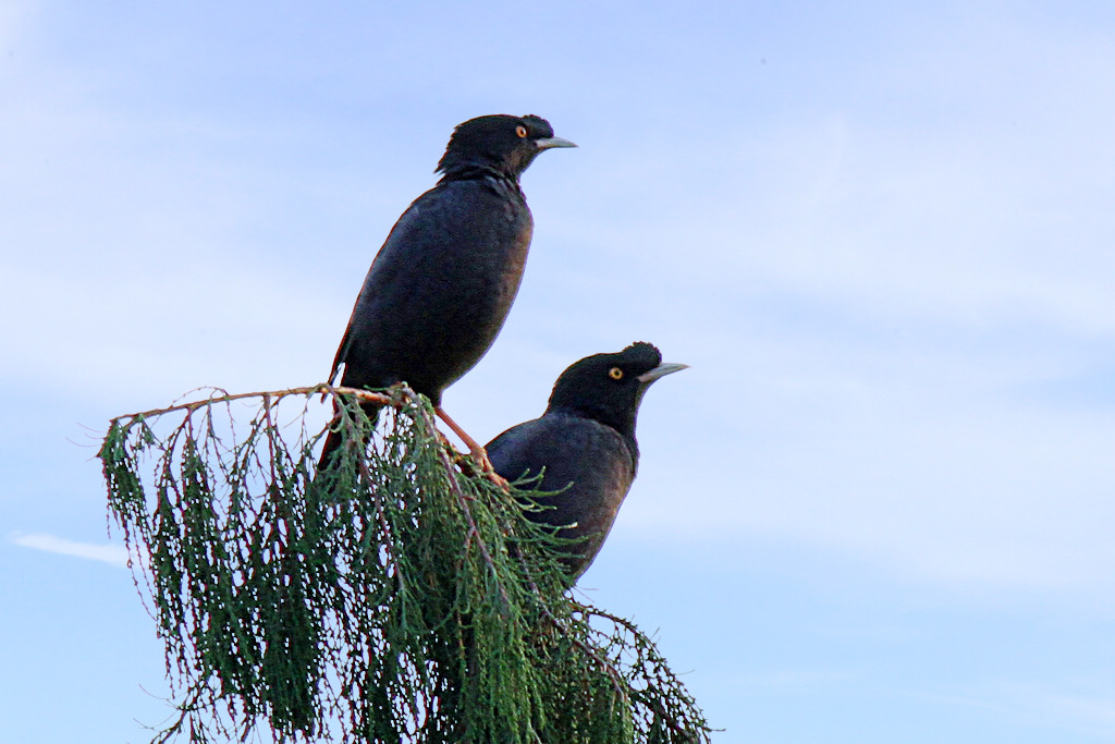 [原创] 树颠上一对八哥