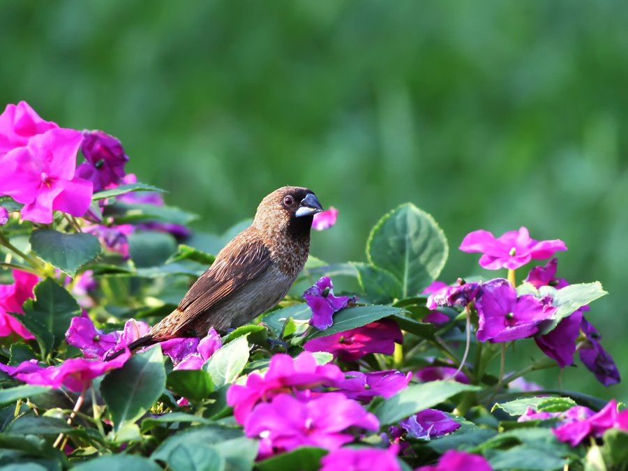 花丛中的小文鸟