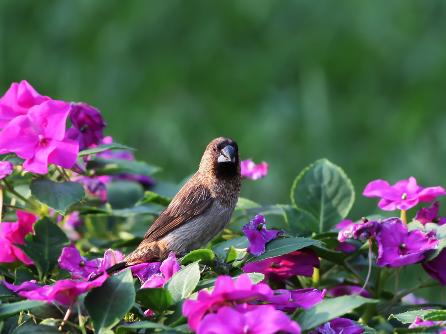 花丛中的小文鸟
