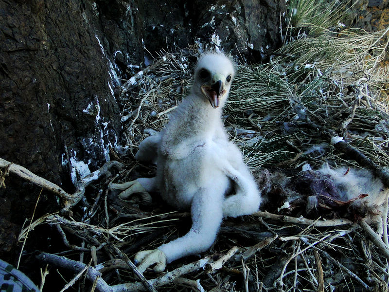 卡拉麦里零距离—金雕的成长故事(第6页,第7页有最新花絮跟新!