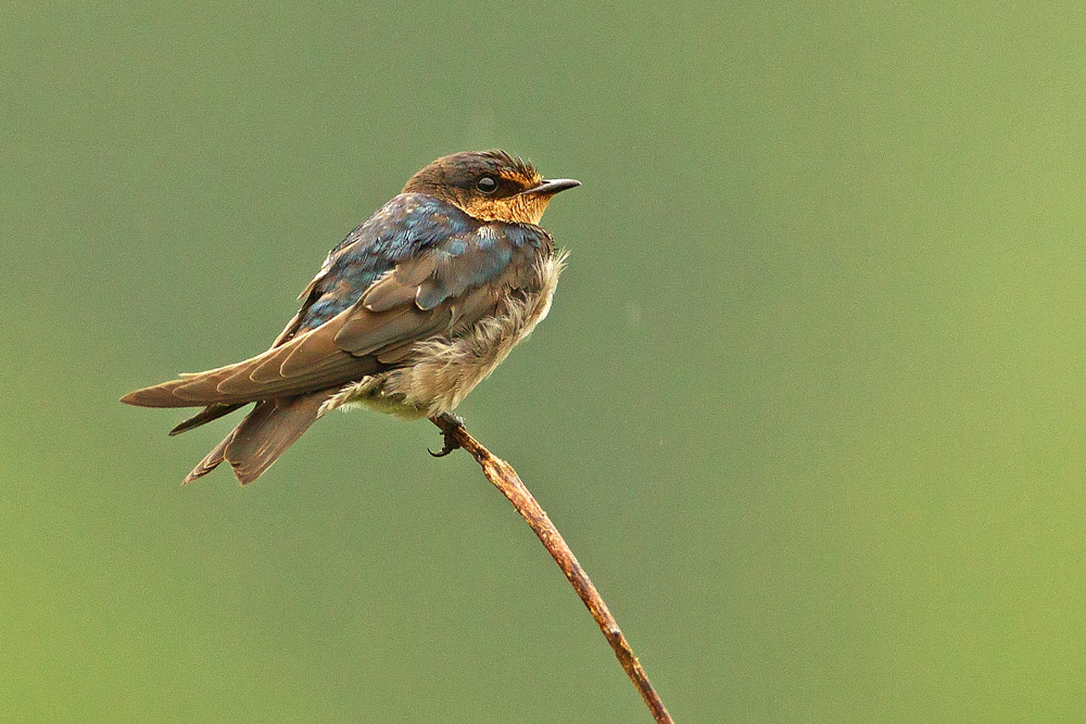 小凤头树燕小燕子穿花衣有添加