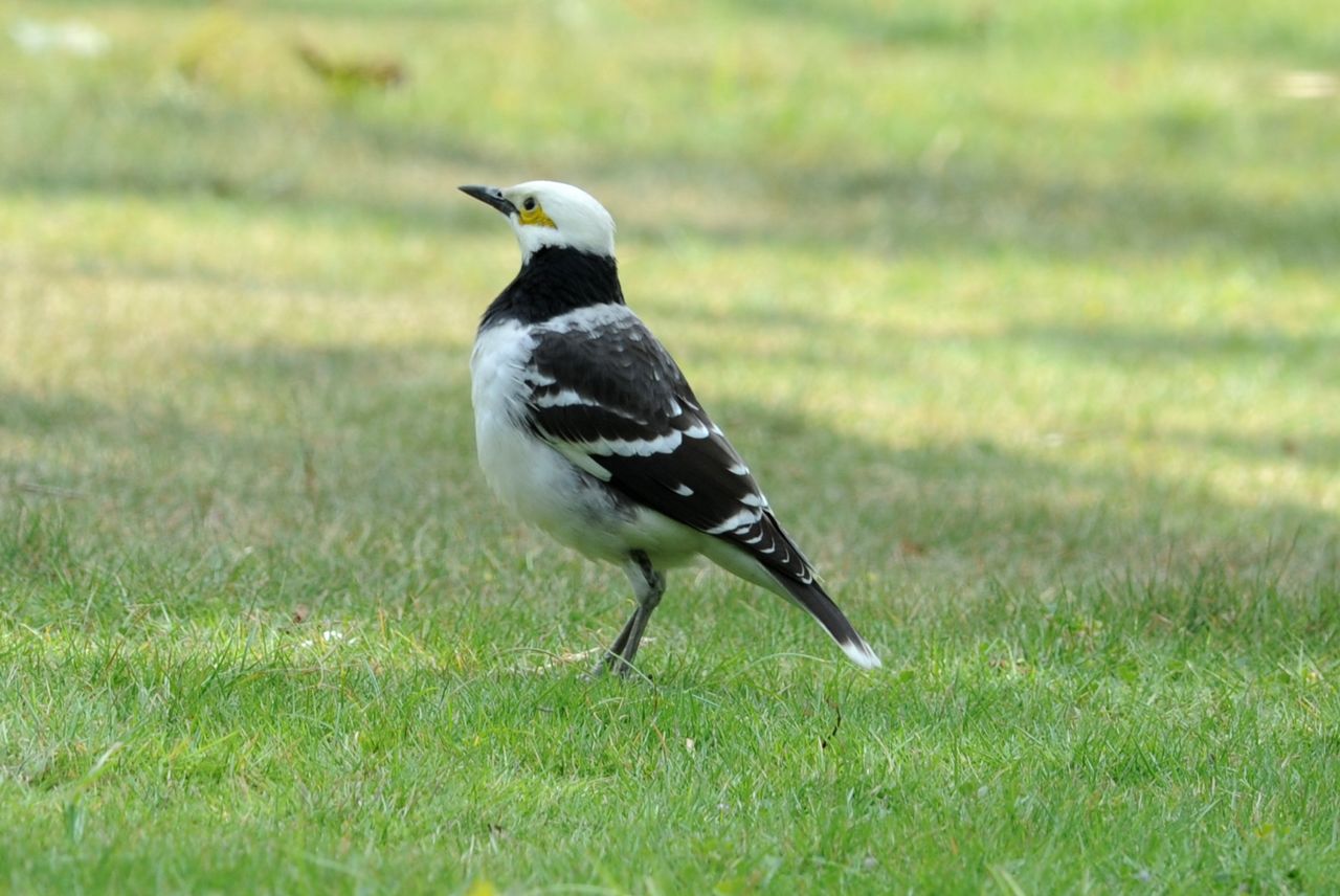 今天拍的黑领椋鸟