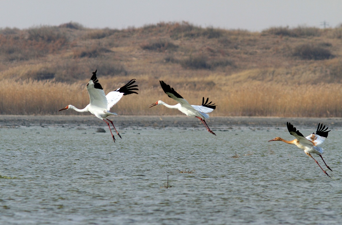 白鹤飞走了 - 大中型涉禽 shorebirds 鸟网