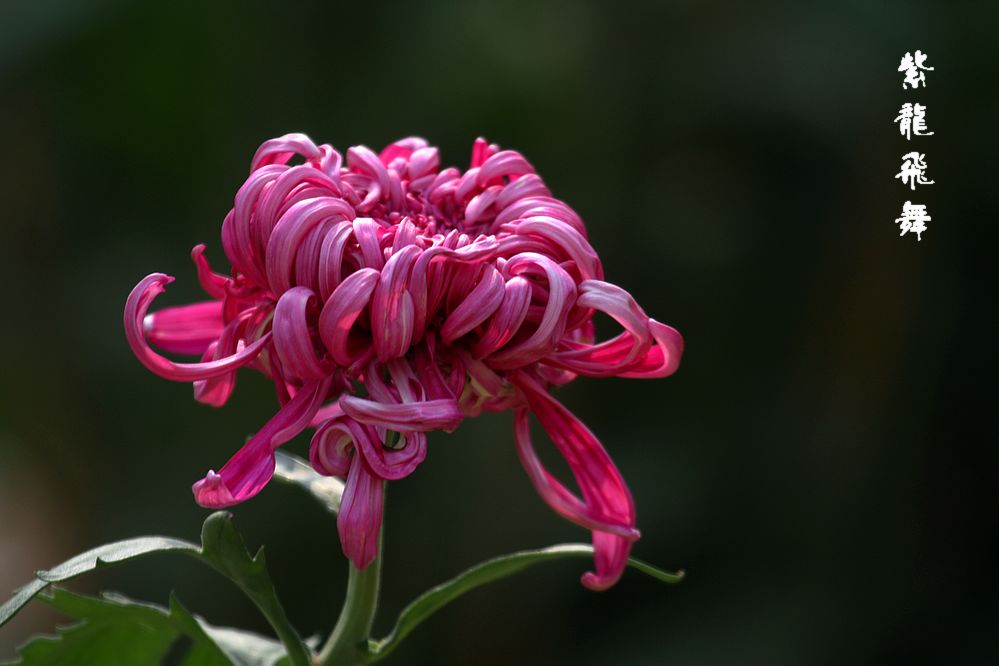 菊花品種