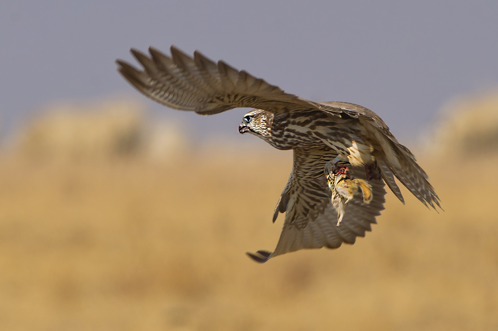(猎隼)大猎隼的猎物