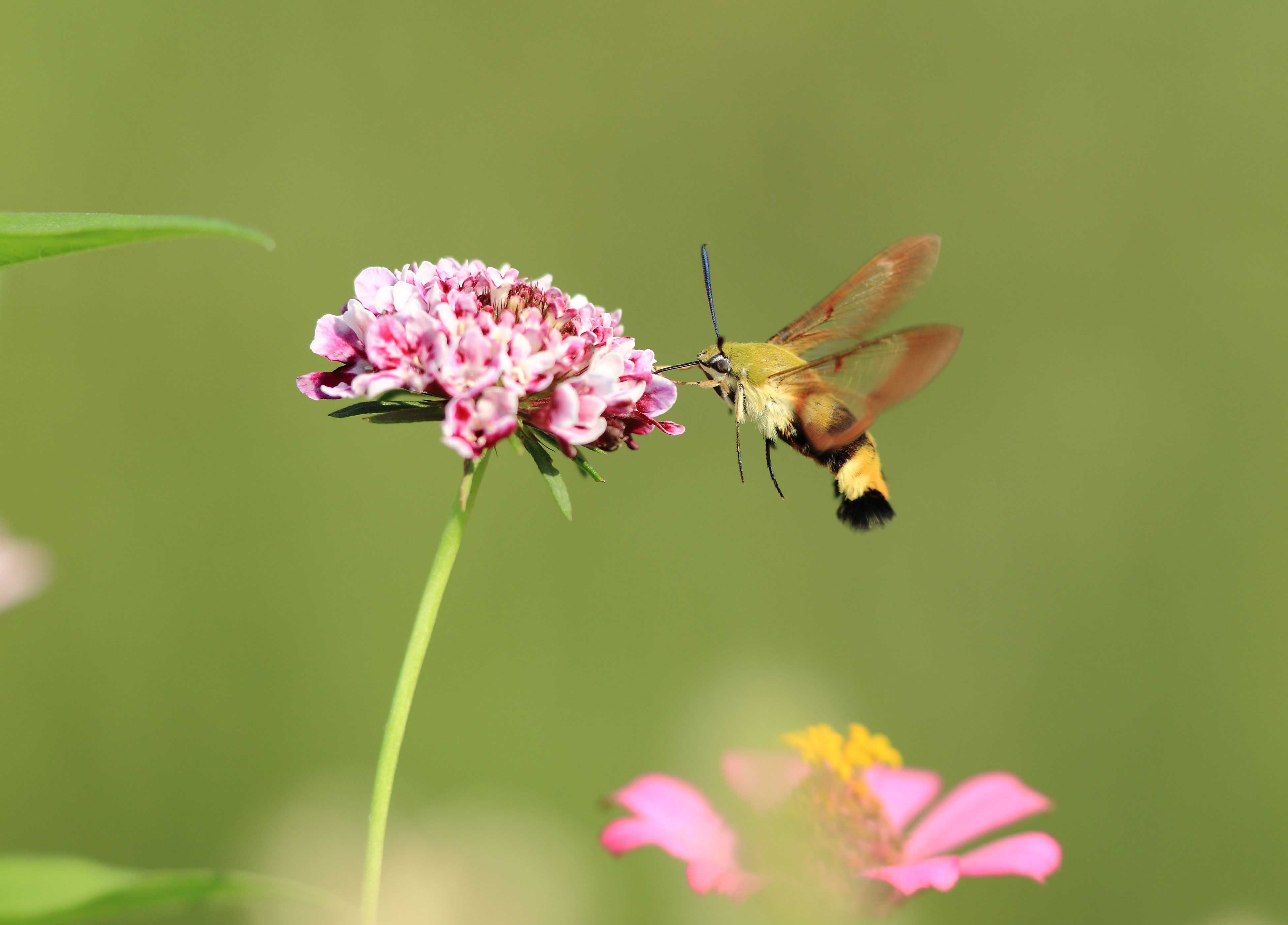一组小豆长喙天蛾