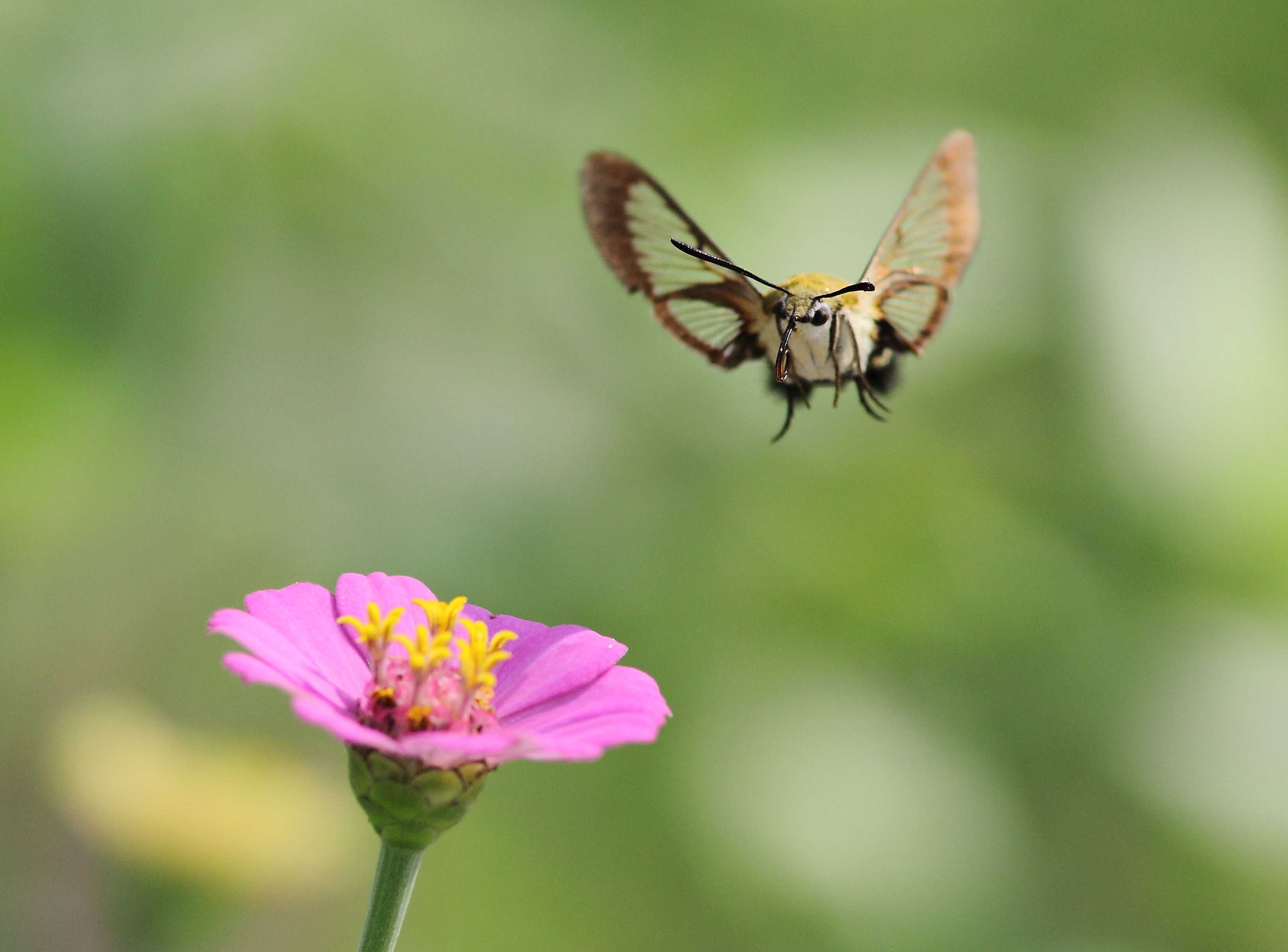 一组小豆长喙天蛾