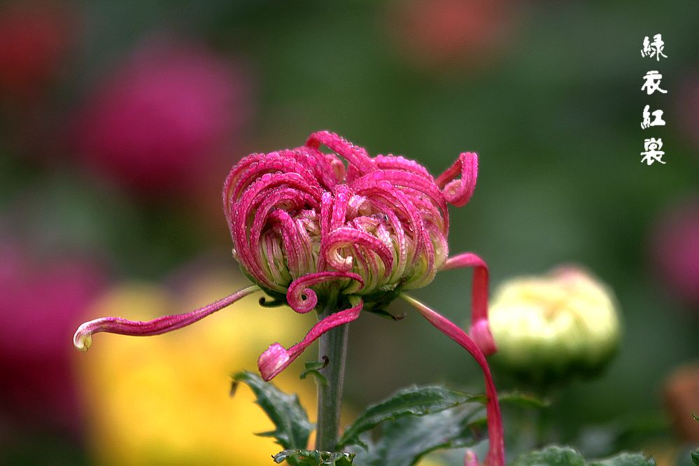 菊花品种