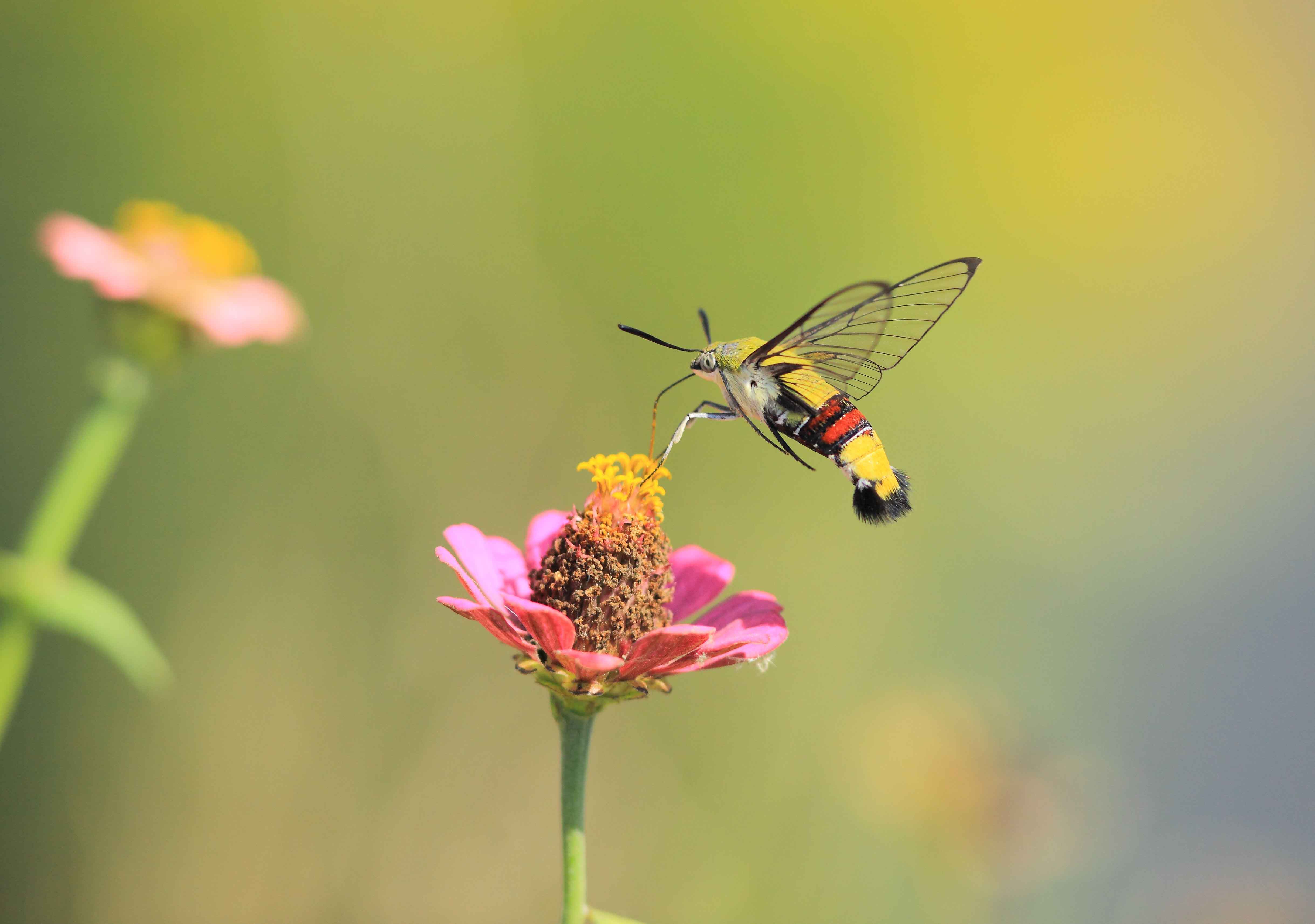 一组长喙透翅天蛾