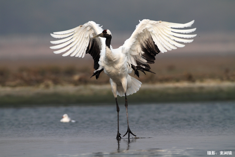 仙鹤展翅原片拍摄于北戴河