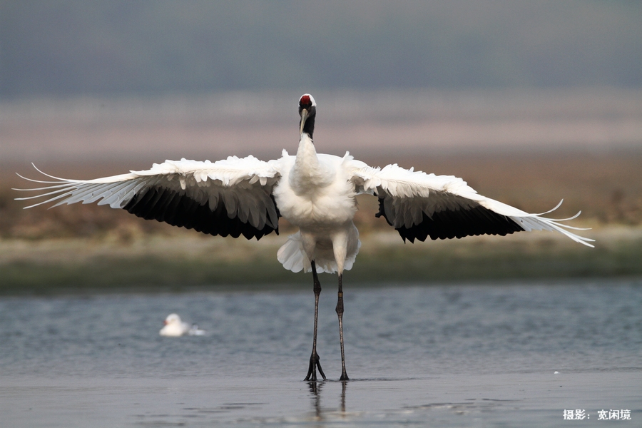仙鹤展翅原片拍摄于北戴河