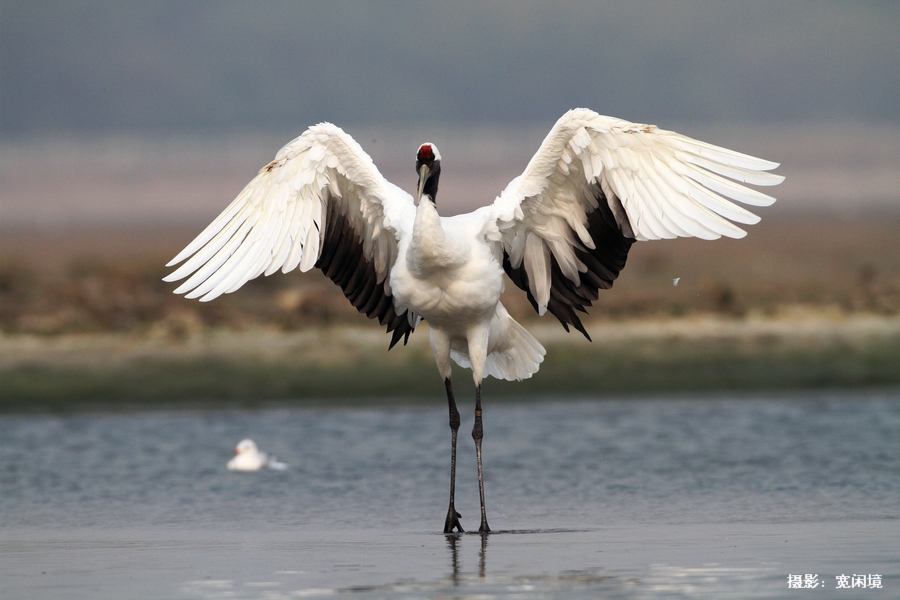 仙鹤展翅原片拍摄于北戴河