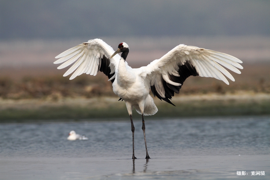 仙鹤展翅原片拍摄于北戴河