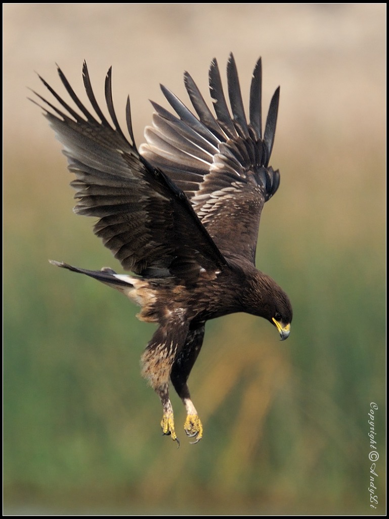 乌雕- greater spotted eagle