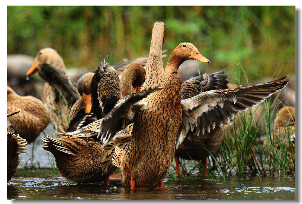 白河峡谷欢快的麻鸭6p