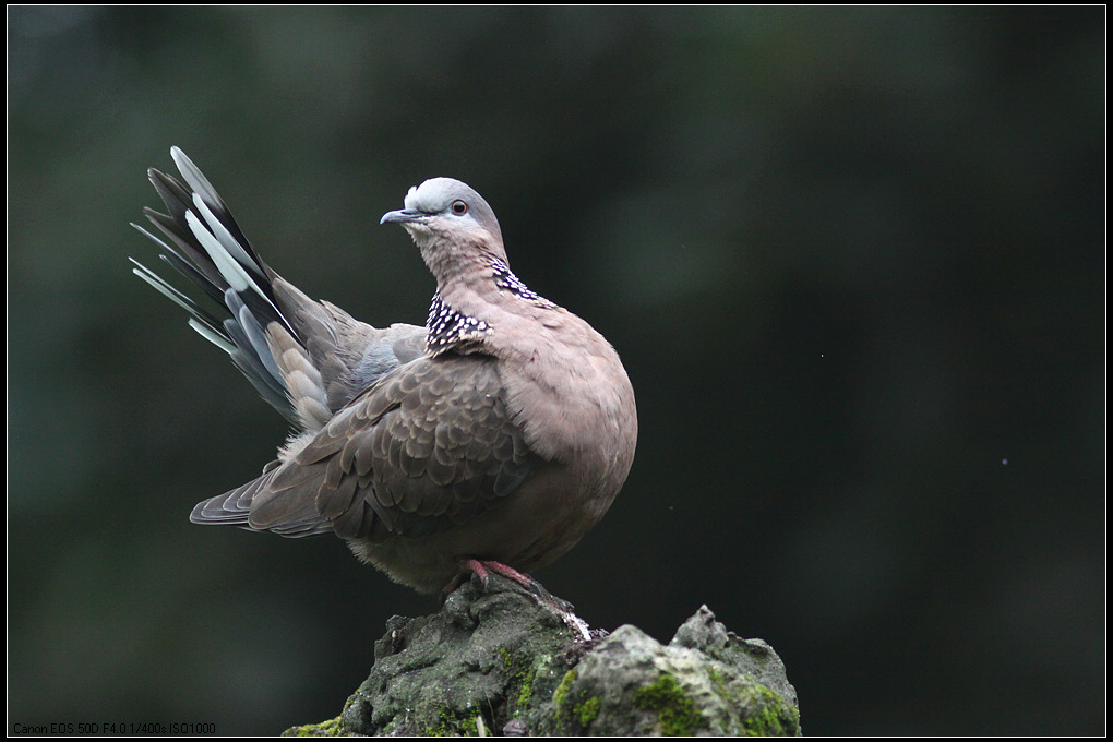 珠頸斑鳩