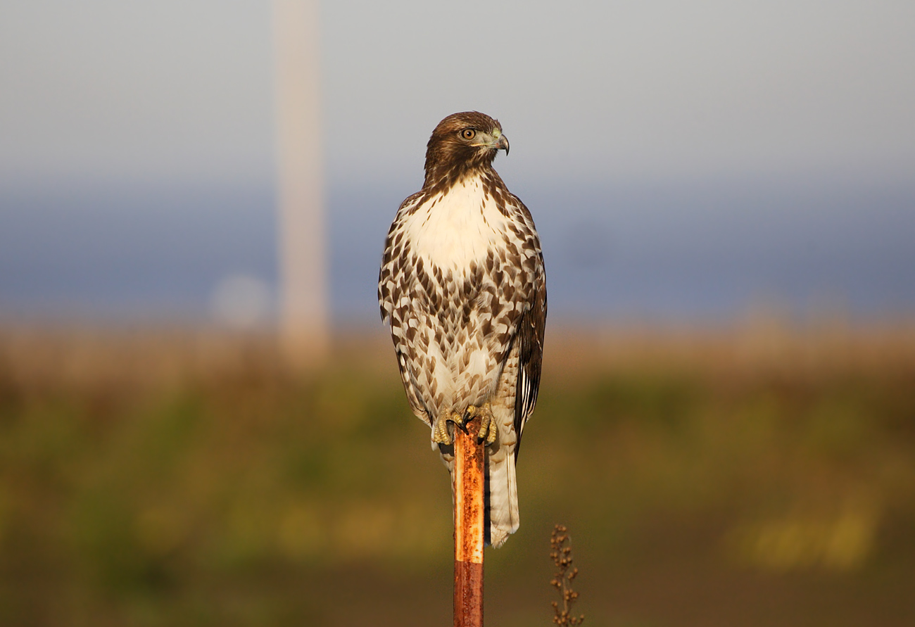十月收获的红尾鵟1200x