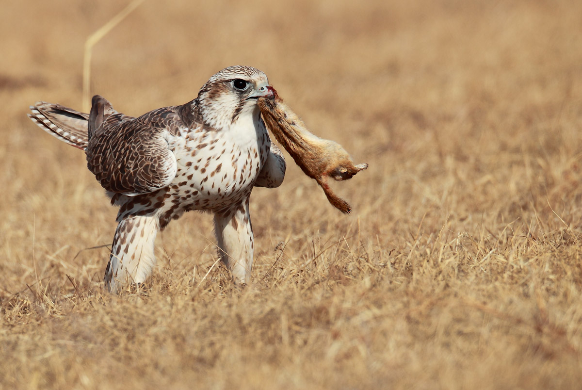 11ye---(较比满意的)猎隼