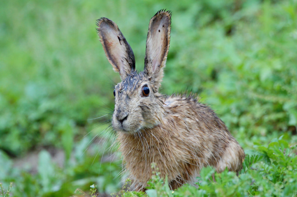 北京森林公园野兔
