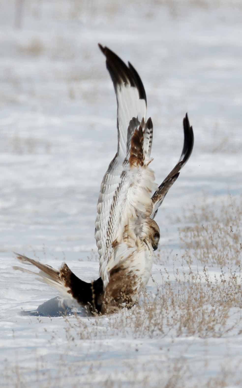 鹰在抓老鼠.作者;【常佃学】