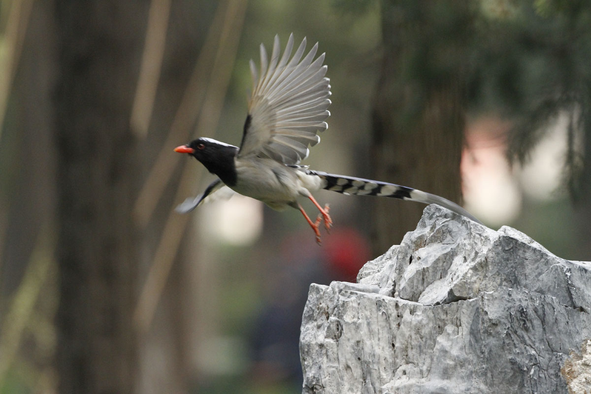 景山公园拍林鸟---红嘴蓝尾山雀