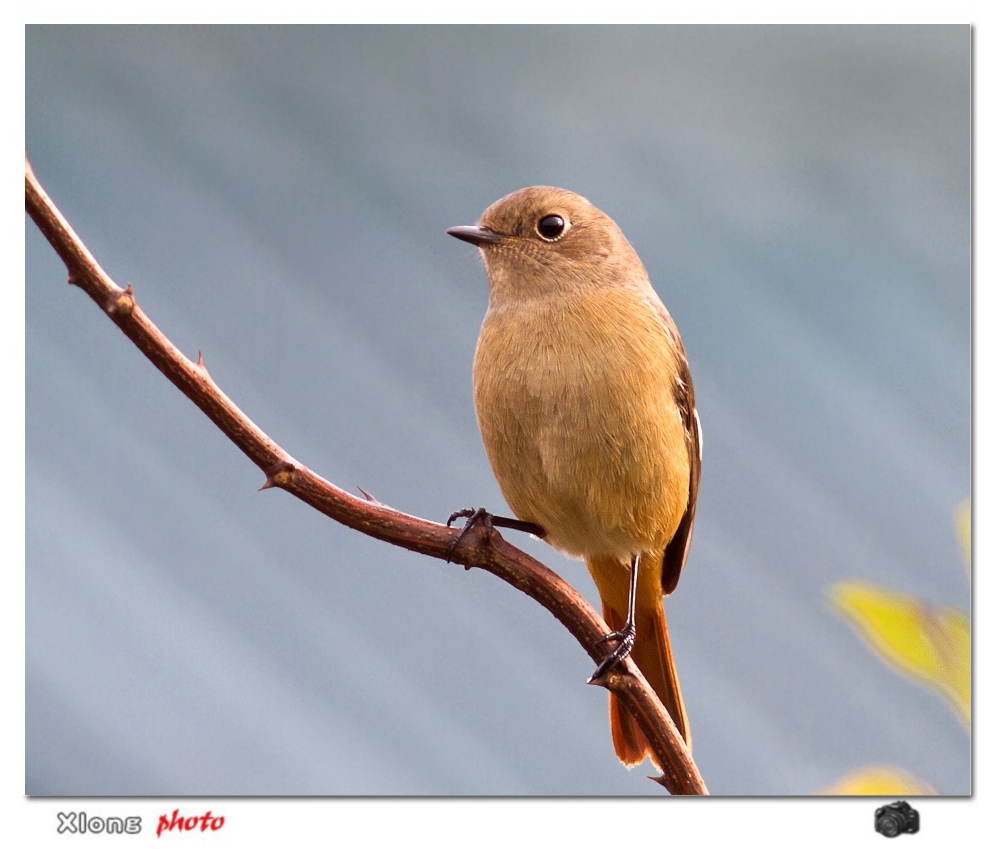来过冬的客鸟北红