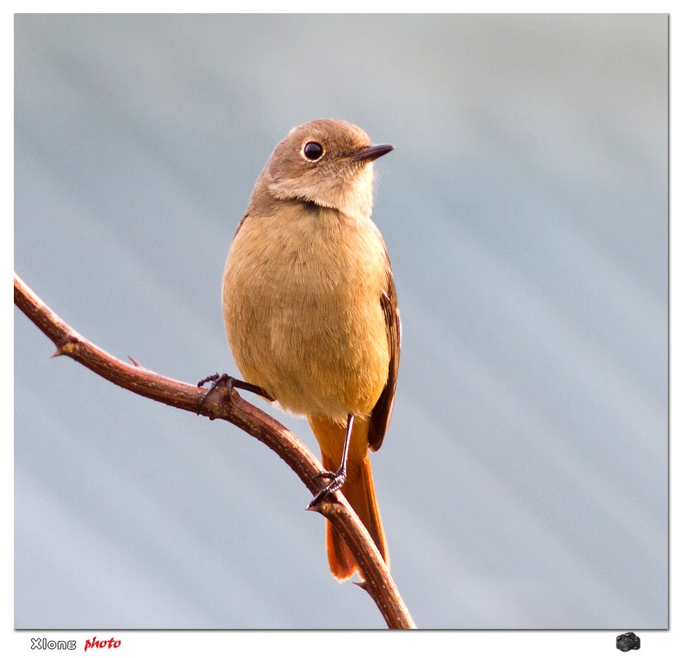 来过冬的客鸟北红