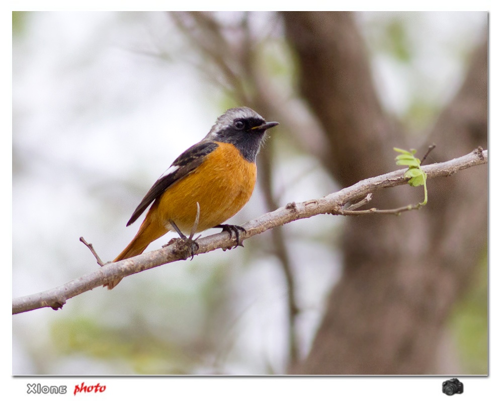 来过冬的客鸟北红