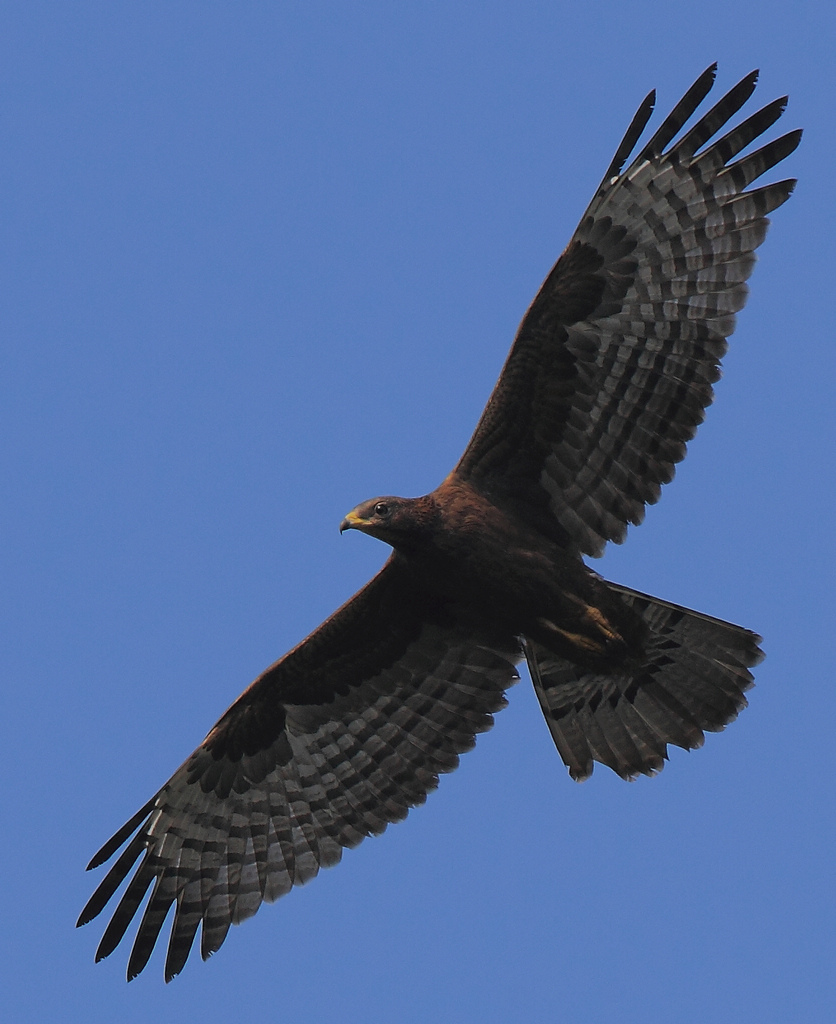 凤头蜂鹰老鹰是飞不出窝的