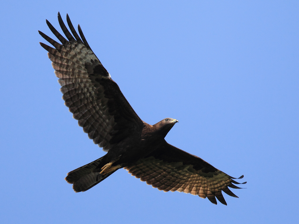 凤头蜂鹰老鹰是飞不出窝的