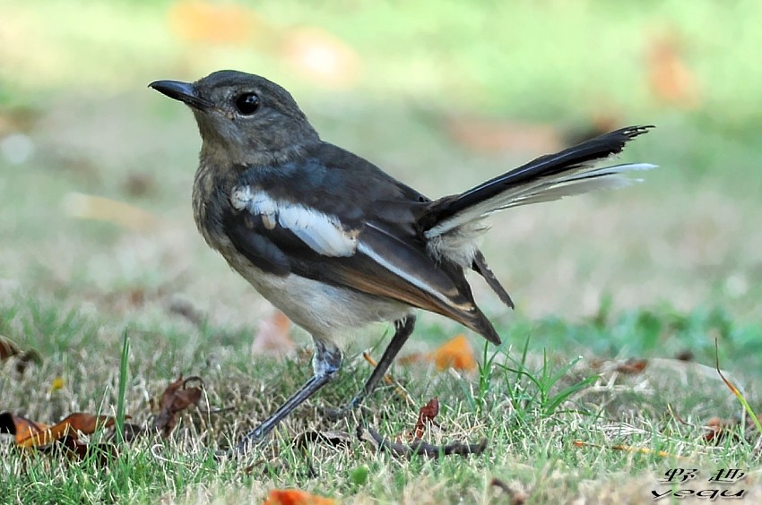 爱翘尾巴的鹊鸲