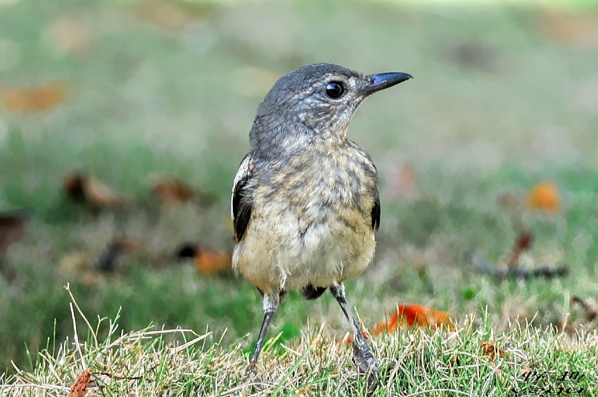 爱翘尾巴的鹊鸲