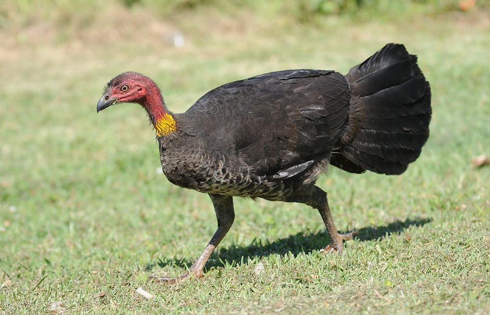 澳洲拍鸟--丛冢雉
