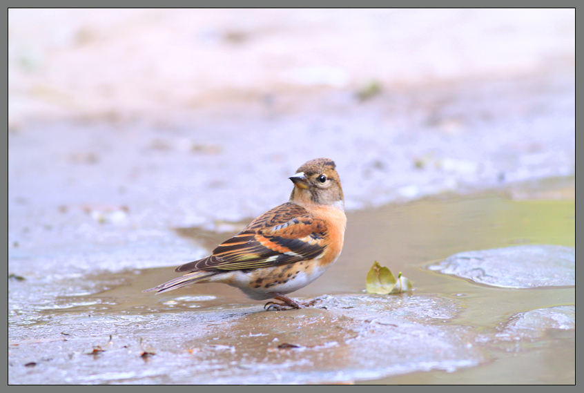 北京人喜欢的鸟:燕巧儿