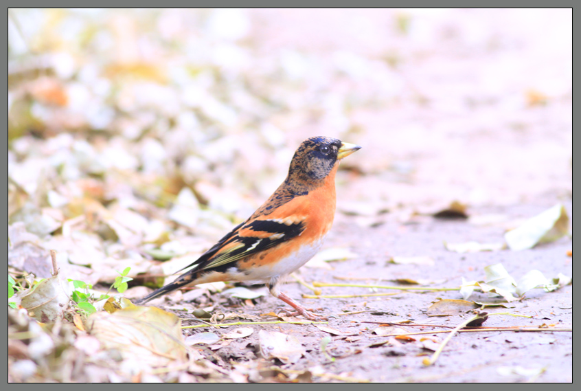 北京人喜欢的鸟:燕巧儿