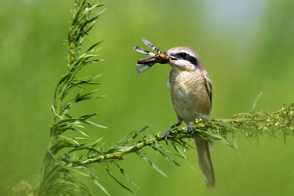 伯劳吃蚂蚱 - 辽宁版 liaoning 鸟网