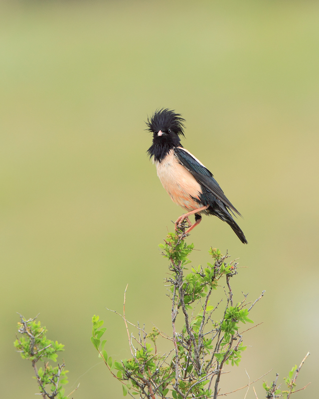 粉红椋鸟风情万种粉红椋鸟