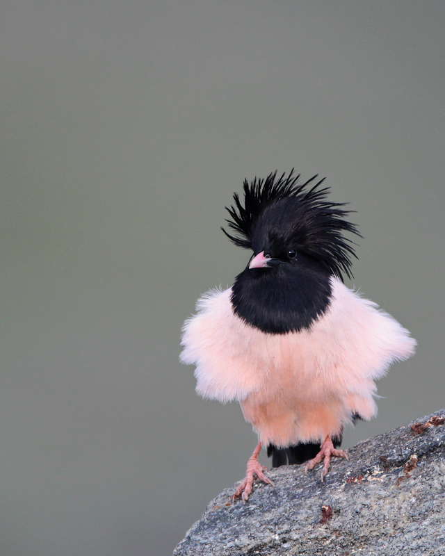粉红椋鸟风情万种粉红椋鸟